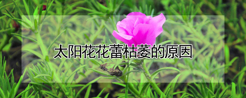 太陽花花蕾枯萎的原因