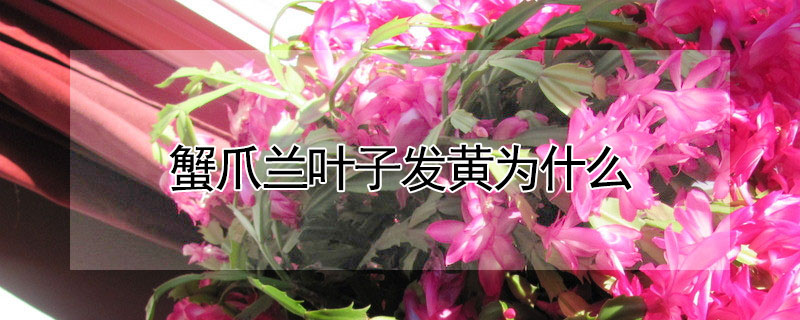蟹爪蘭葉子發黃為什麼