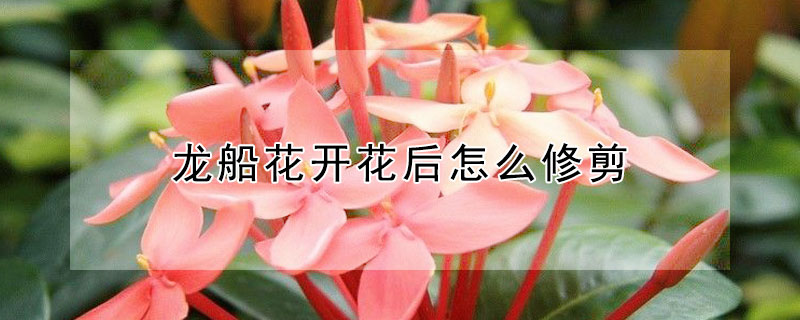 龍船花開花後怎麼修剪