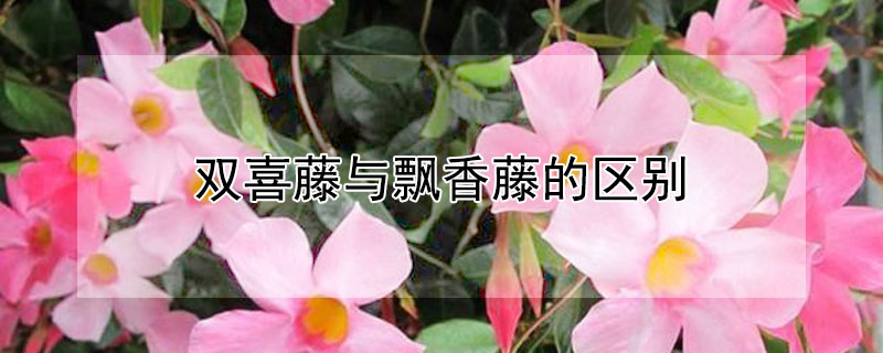 雙喜藤與飄香藤的區別