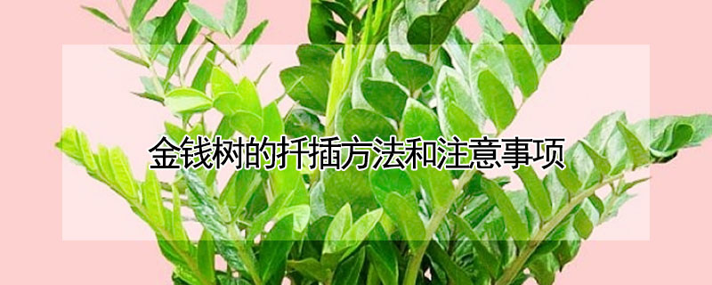 金錢樹的扡插方法和注意事項