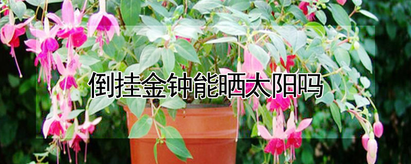 倒掛金鍾能曬太陽嗎