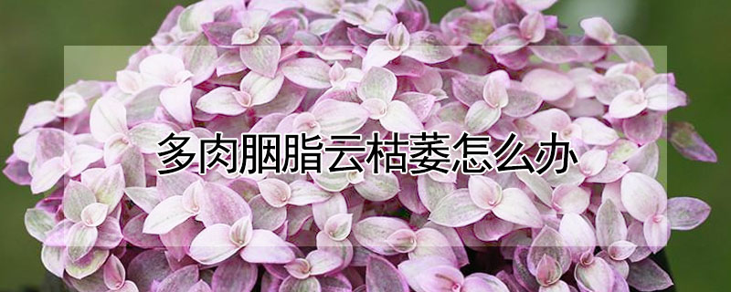 多肉胭脂雲枯萎怎麼辦