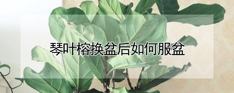 琴葉榕換盆後如何服盆