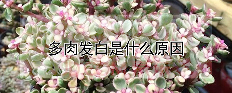 多肉發白是什麼原因