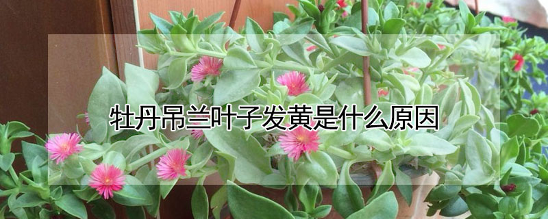 牡丹吊蘭葉子發黃是什麼原因