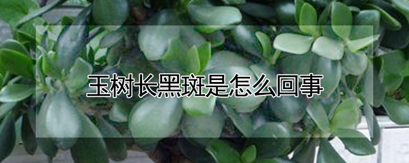 玉樹長黑斑是怎麼回事