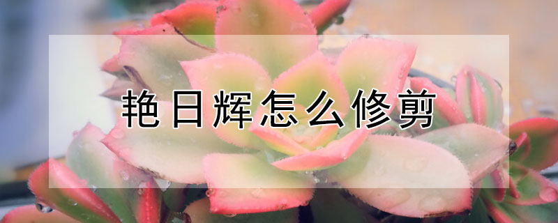 豔日輝怎麼修剪