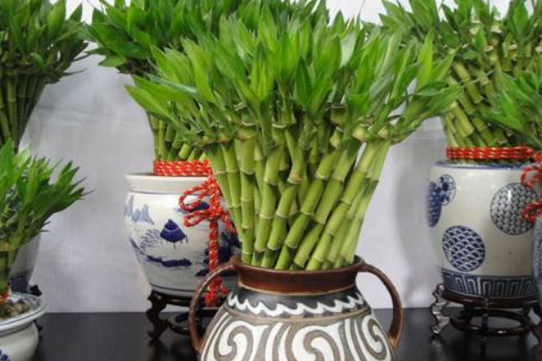 寶塔竹怎麼養