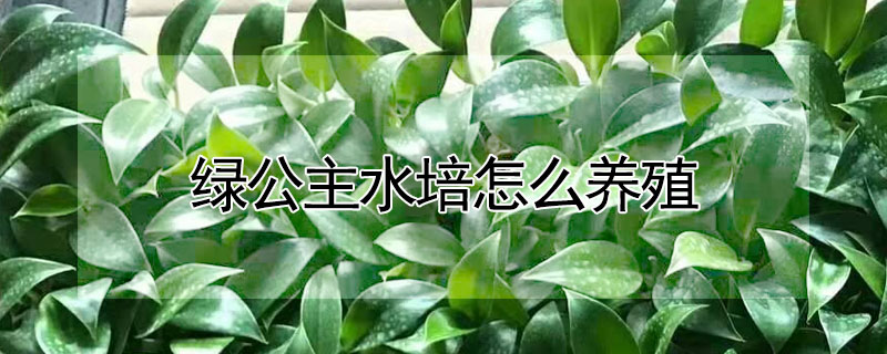 綠公主水培怎麼養殖