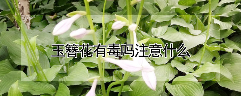 玉簪花有毒嗎注意什麼