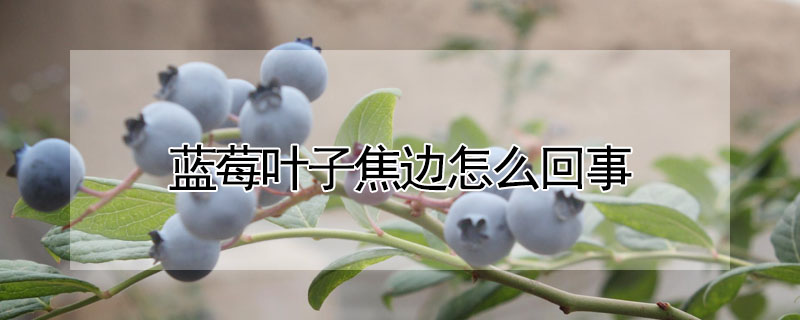 藍莓葉子焦邊怎麼回事