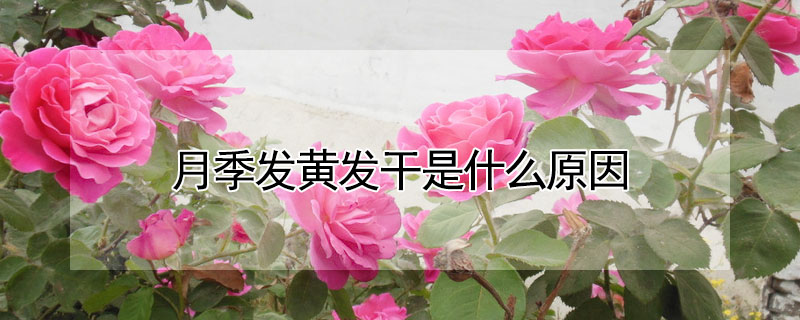 月季發黃發幹是什麼原因