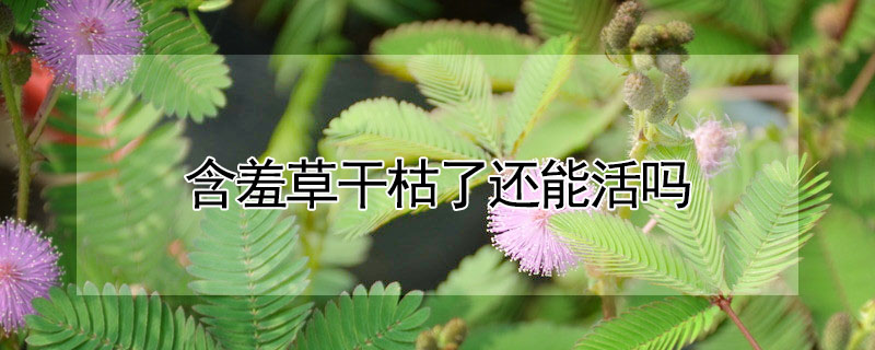 含羞草幹枯了還能活嗎