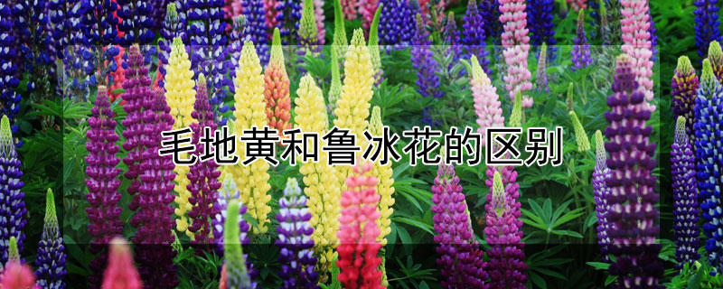 毛地黃和魯冰花的區別