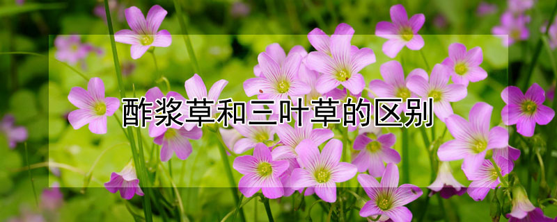 酢漿草和三葉草的區別