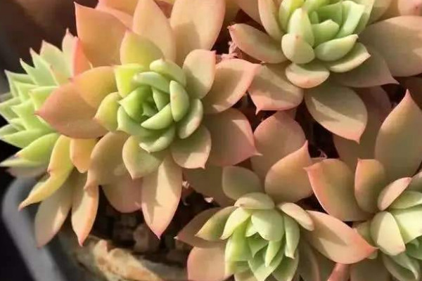多肉長出側芽怎麼處理