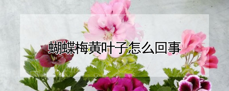 蝴蝶梅黃葉子怎麼回事
