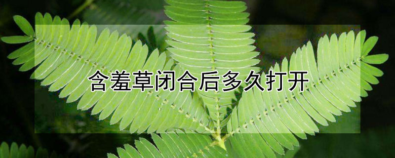 含羞草閉合後多久打開