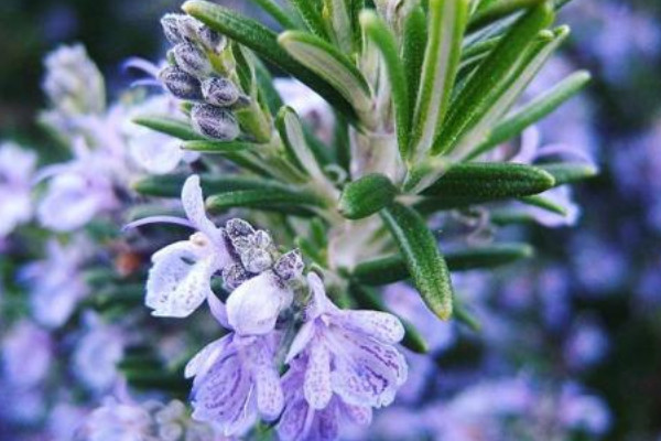迷迭香為什麼不開花