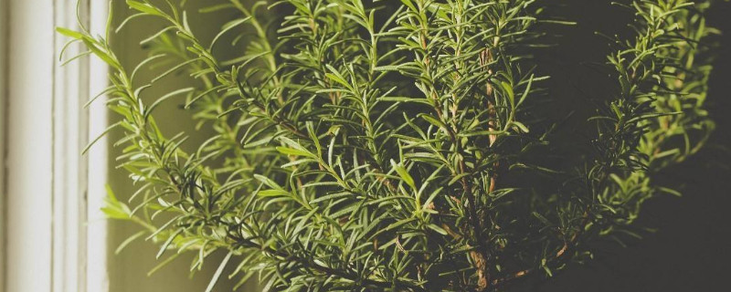 迷迭香為什麼不開花