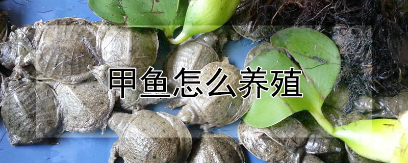 甲魚怎麼養殖