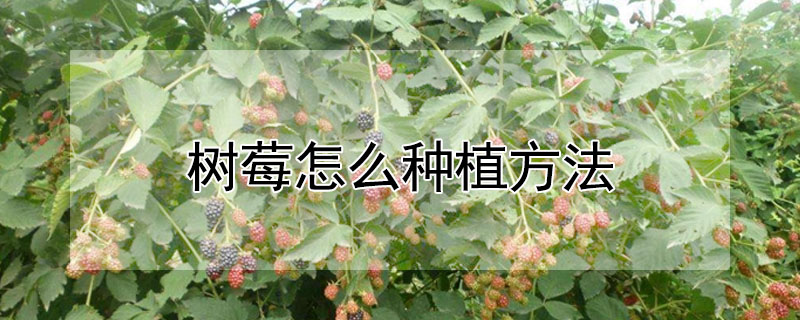 樹莓怎麼種植方法