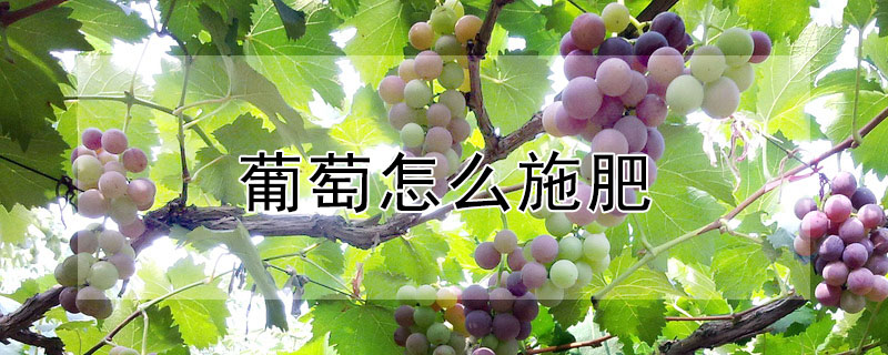 葡萄怎麼施肥