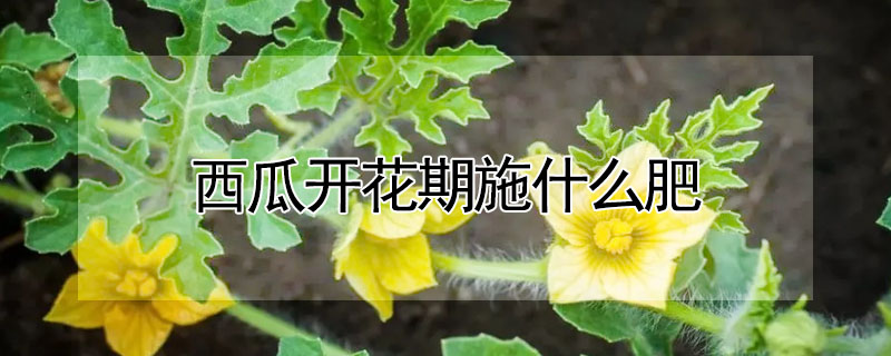西瓜開花期施什麼肥