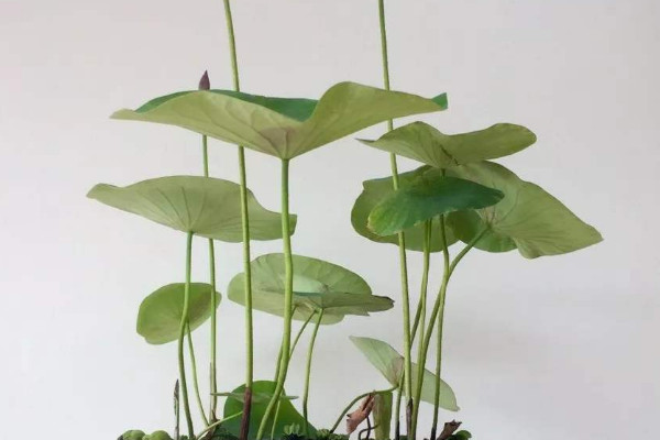 碗蓮怎麼養殖方法