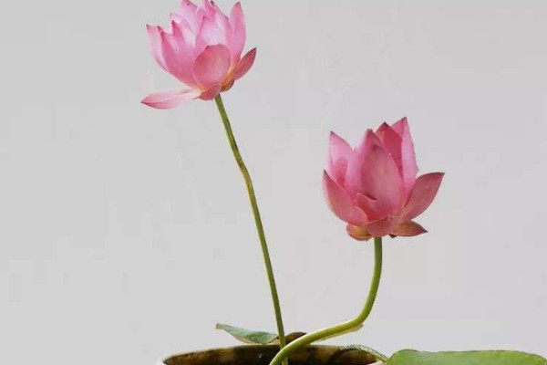 碗蓮怎麼養殖方法
