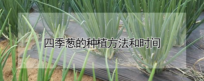四季蔥的種植方法和時間