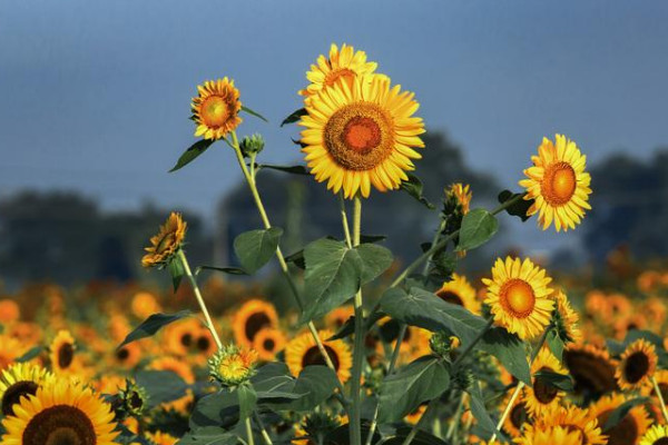 向日葵是幾月開花