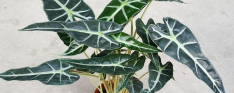 小仙女植物怎麼養