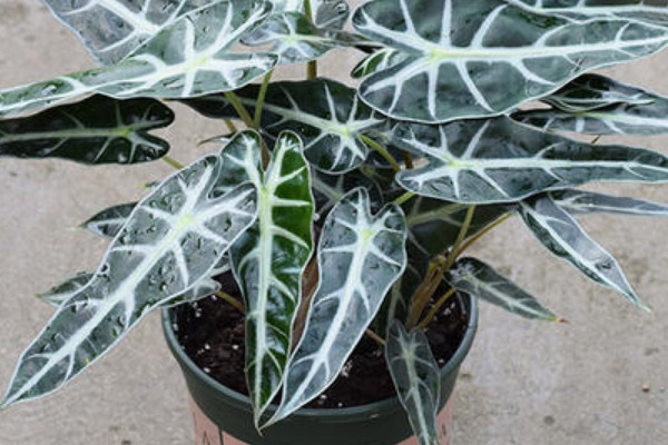 小仙女植物怎麼養