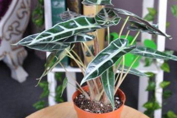 小仙女植物怎麼養