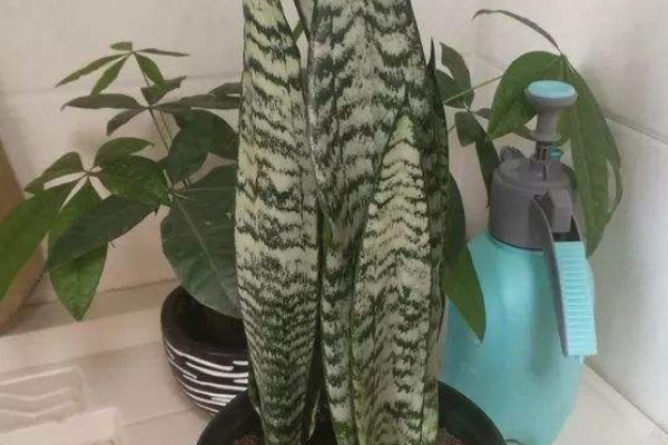 銀脈虎皮蘭怎麼養