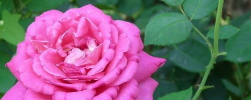月季花垂頭怎麼回事