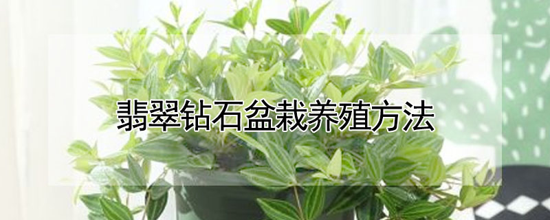 翡翠鑽石盆栽養殖方法