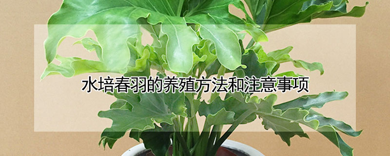 水培春羽的養殖方法和注意事項