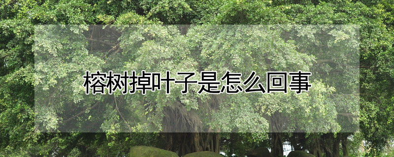 榕樹掉葉子是怎麼回事