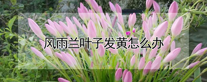 風雨蘭葉子發黃怎麼辦