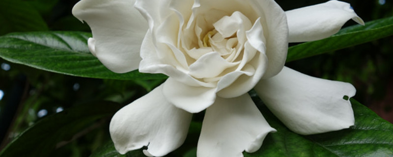 梔子花又叫什麼花