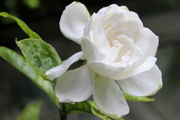 梔子花又叫什麼花