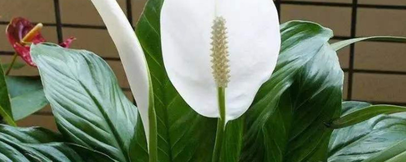 白掌生蟲了怎麼辦