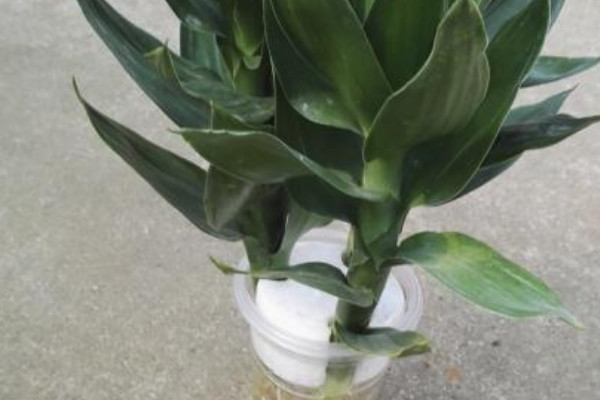蓮花竹水養方法