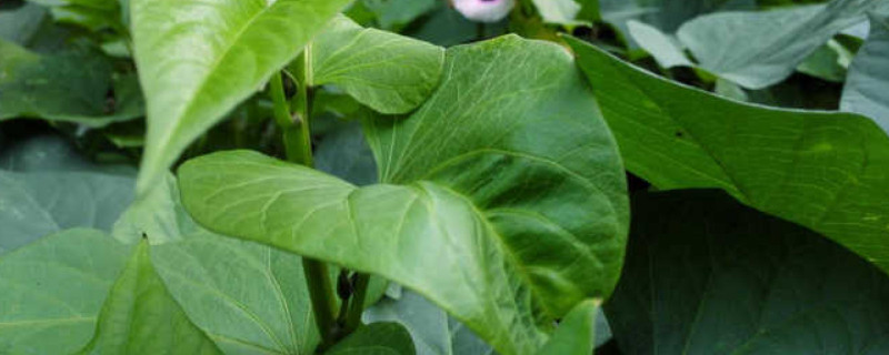 牽牛花葉子發黃什麼原因