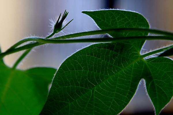 牽牛花葉子發黃什麼原因
