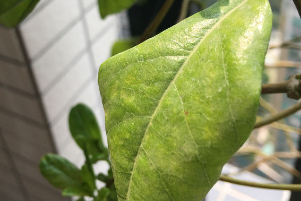 牽牛花葉子發黃什麼原因