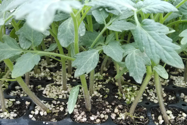 番茄苗隻長高不長粗怎麼辦